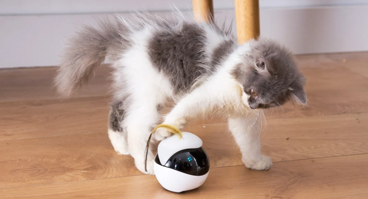 Enabot - a pet-friendly robot